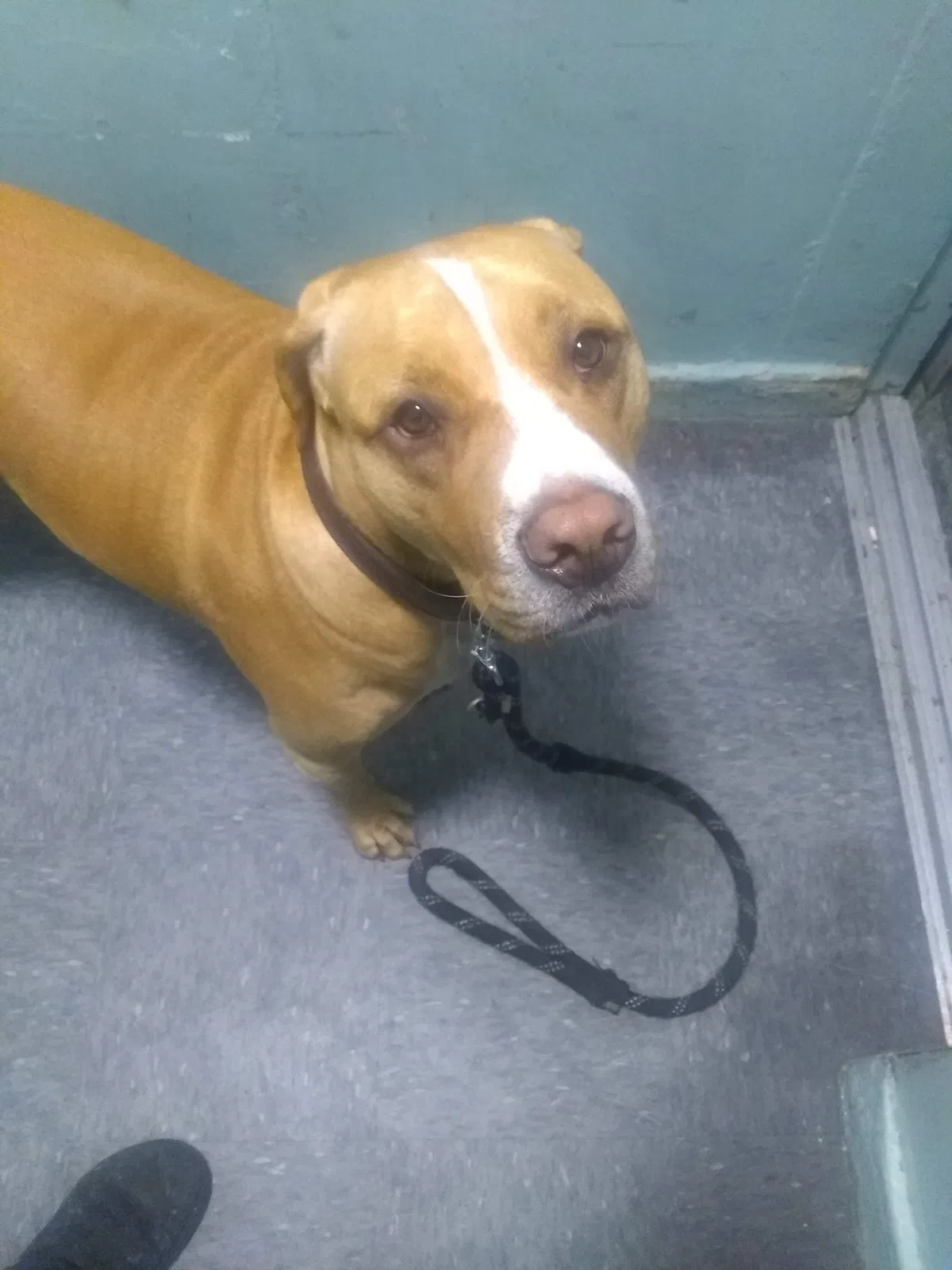 Lost dog in San Jose, CA, 95112