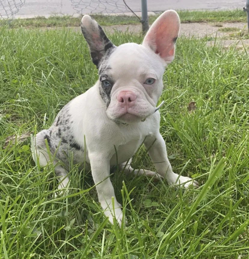 Lost dog in Indianapolis, IN, 46222