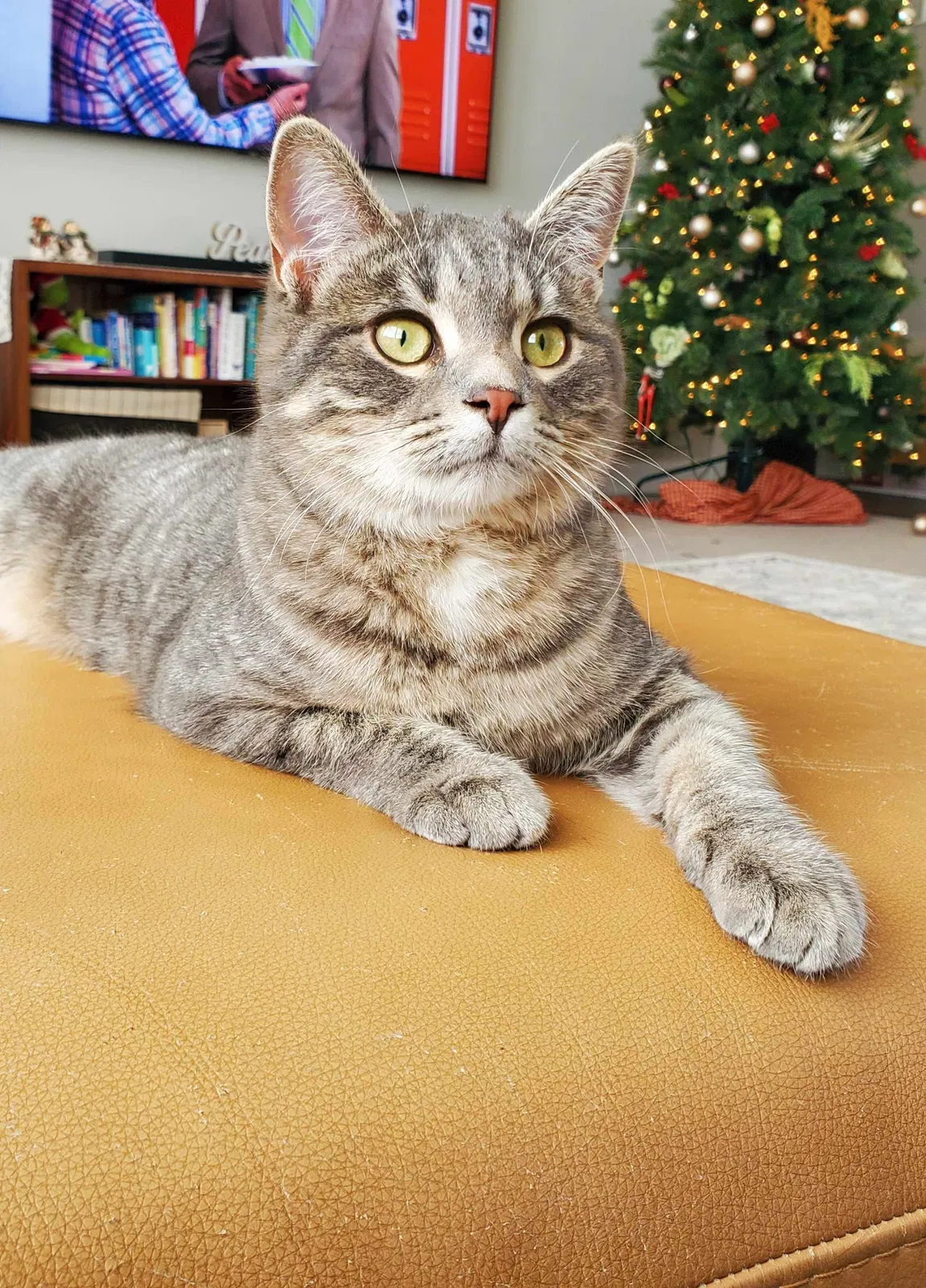Lost cat in Lakeville, MN, 55044