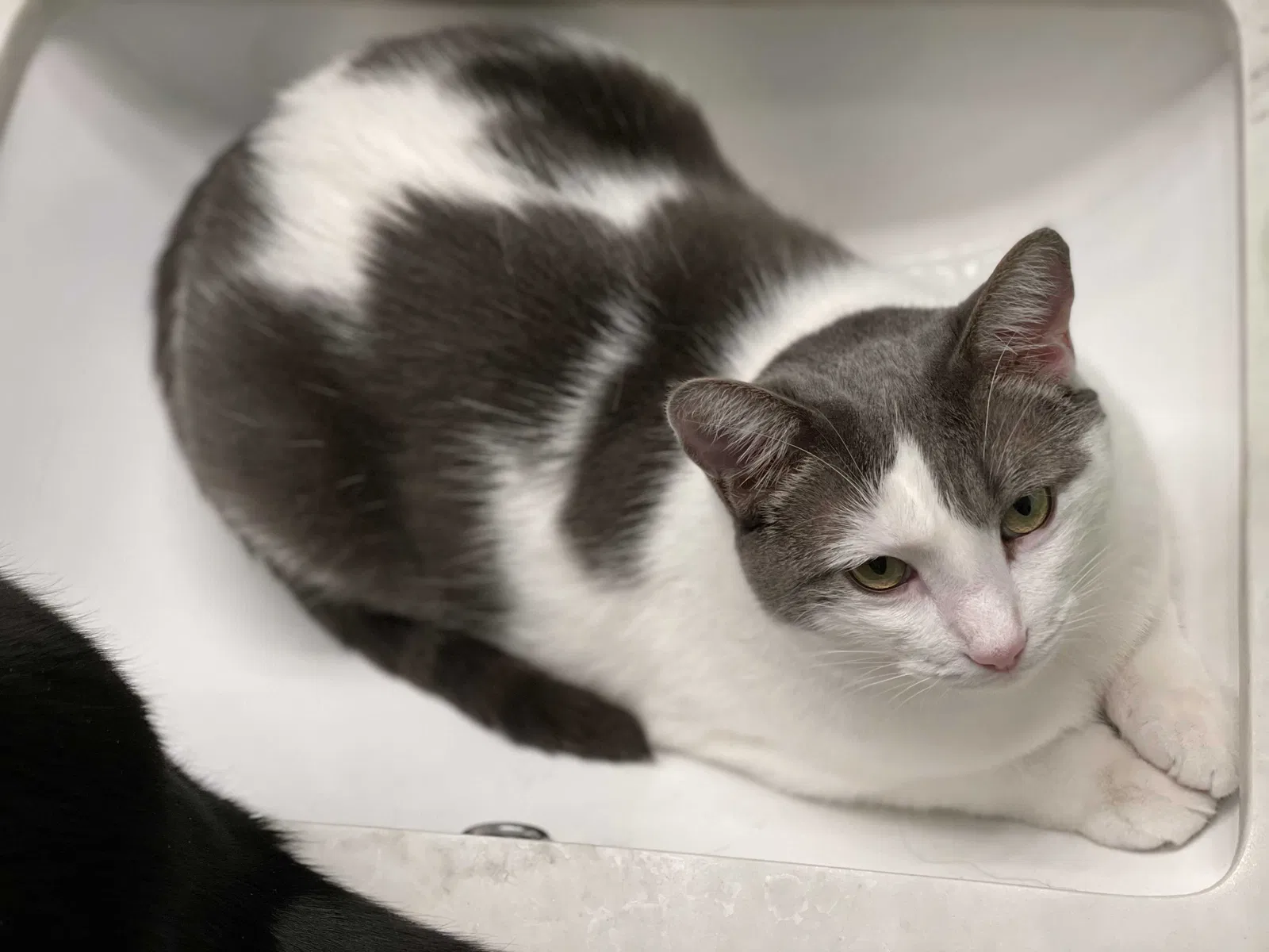 Lost cat in Irvine, CA, 92604