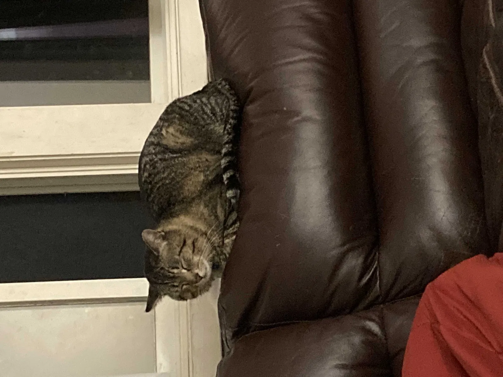 Lost cat in Savage, MN, 55378