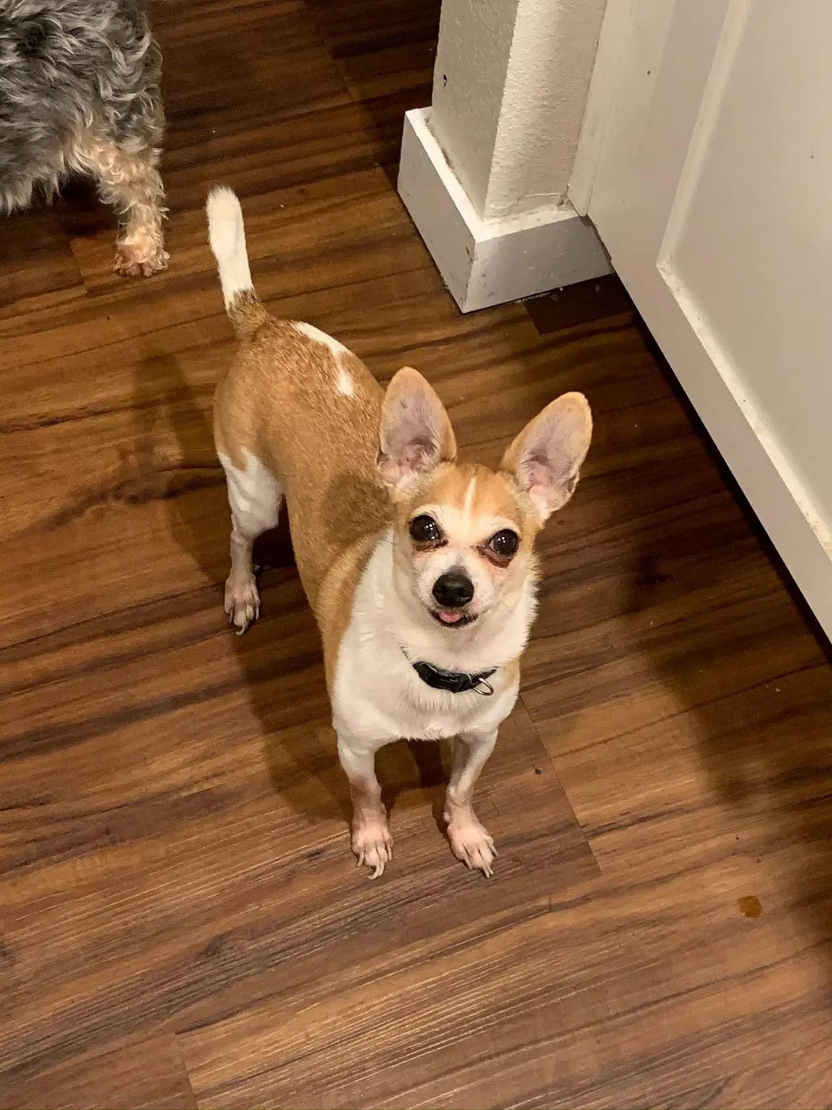 Lost dog in Vacaville, CA, 95688