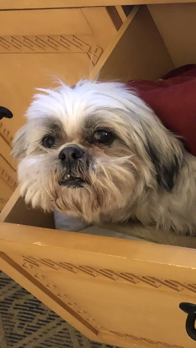 Lost dog in San Antonio, TX, 78258