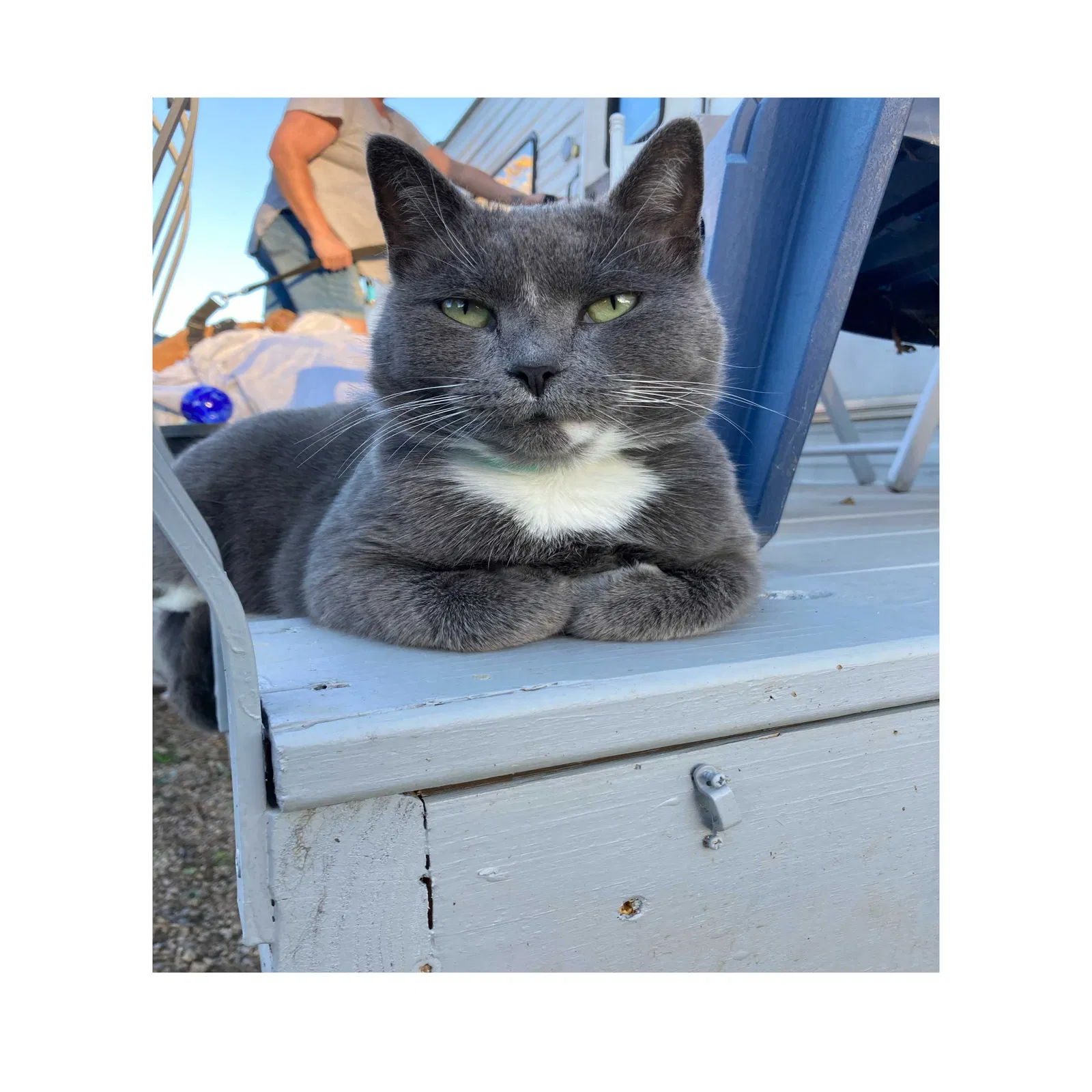 Lost cat in Concord, NC, 28027