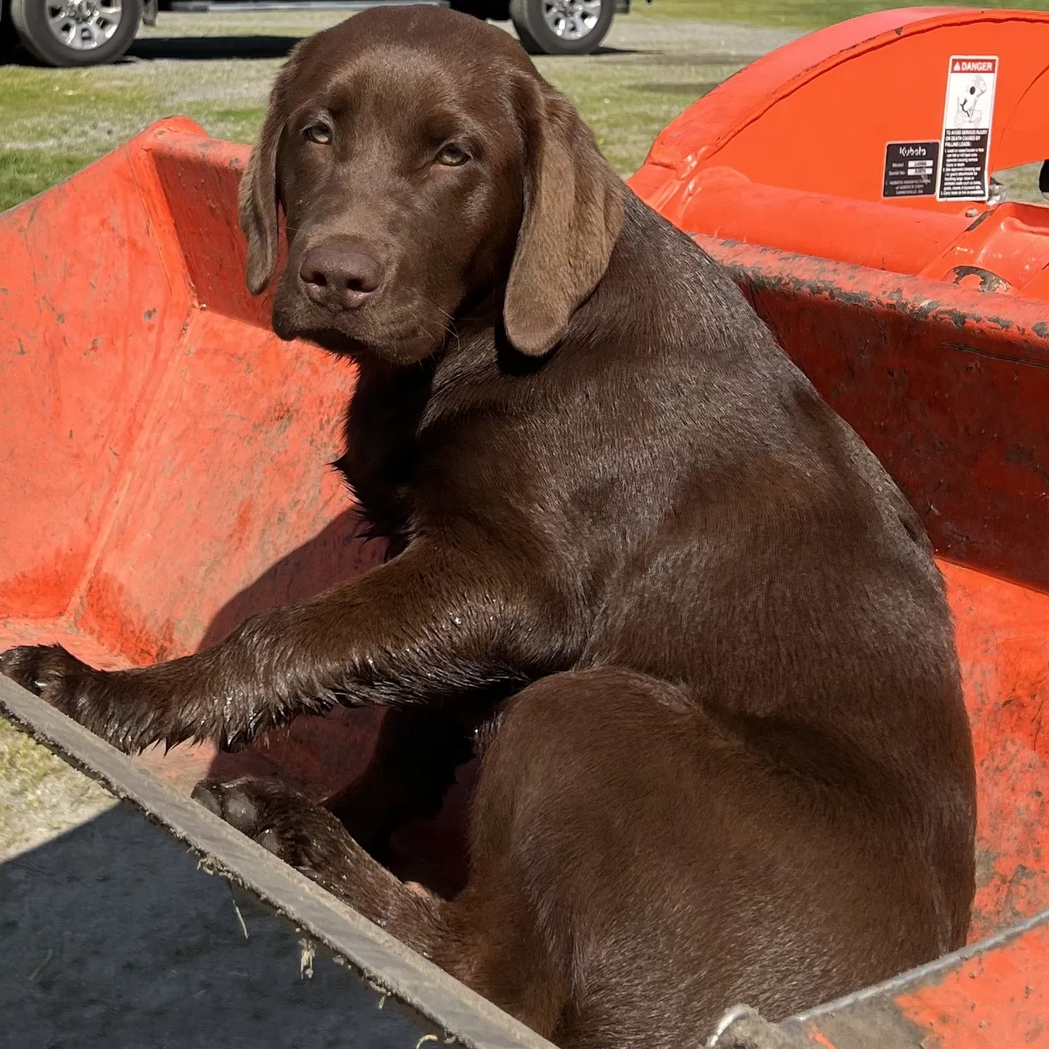 Lost dog in Tenino, WA, 98589
