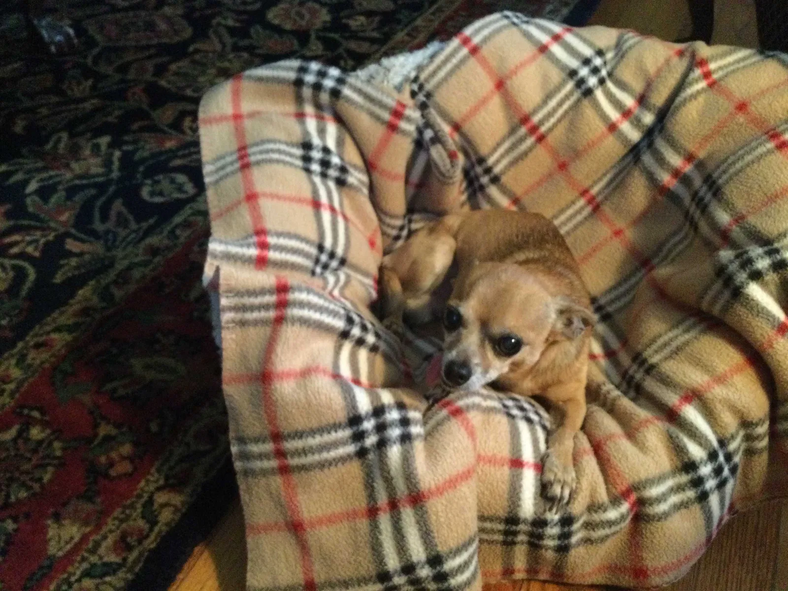 Found dog in Sanford, FL, 32773