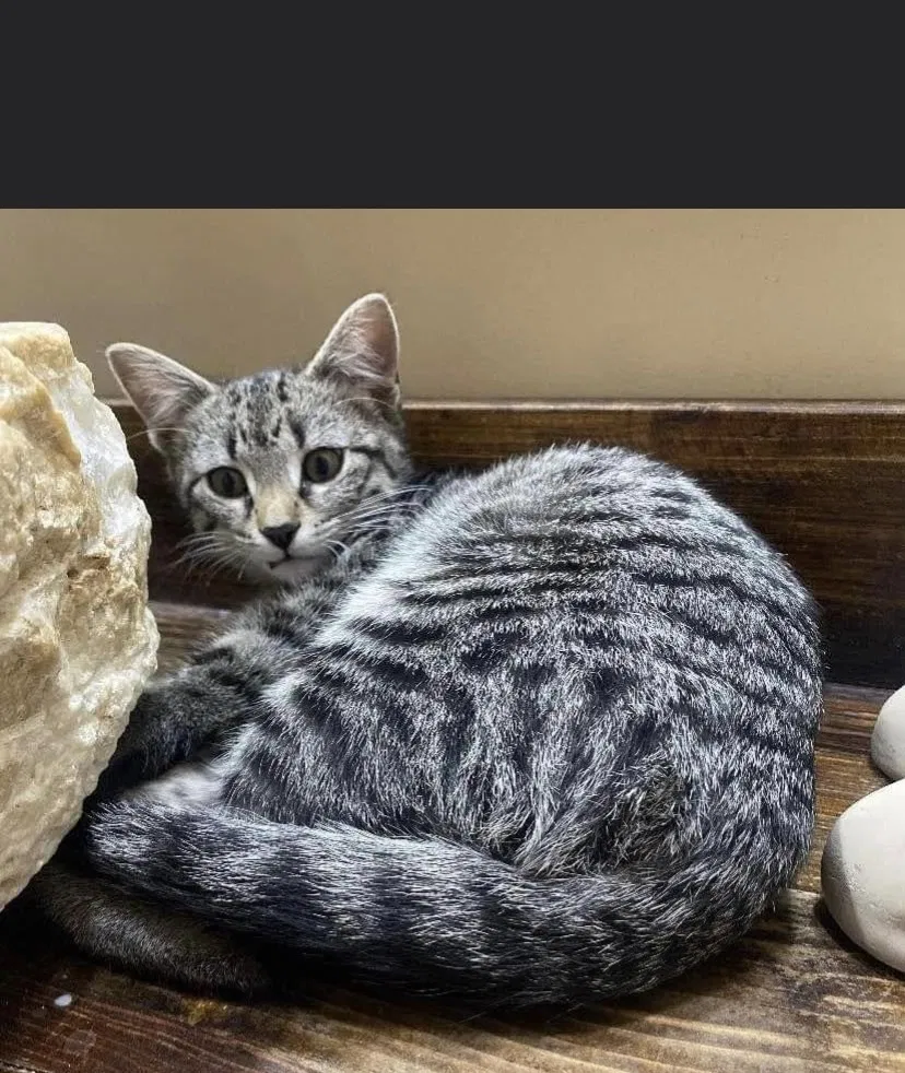 Lost cat in Oakland, NE, 68045