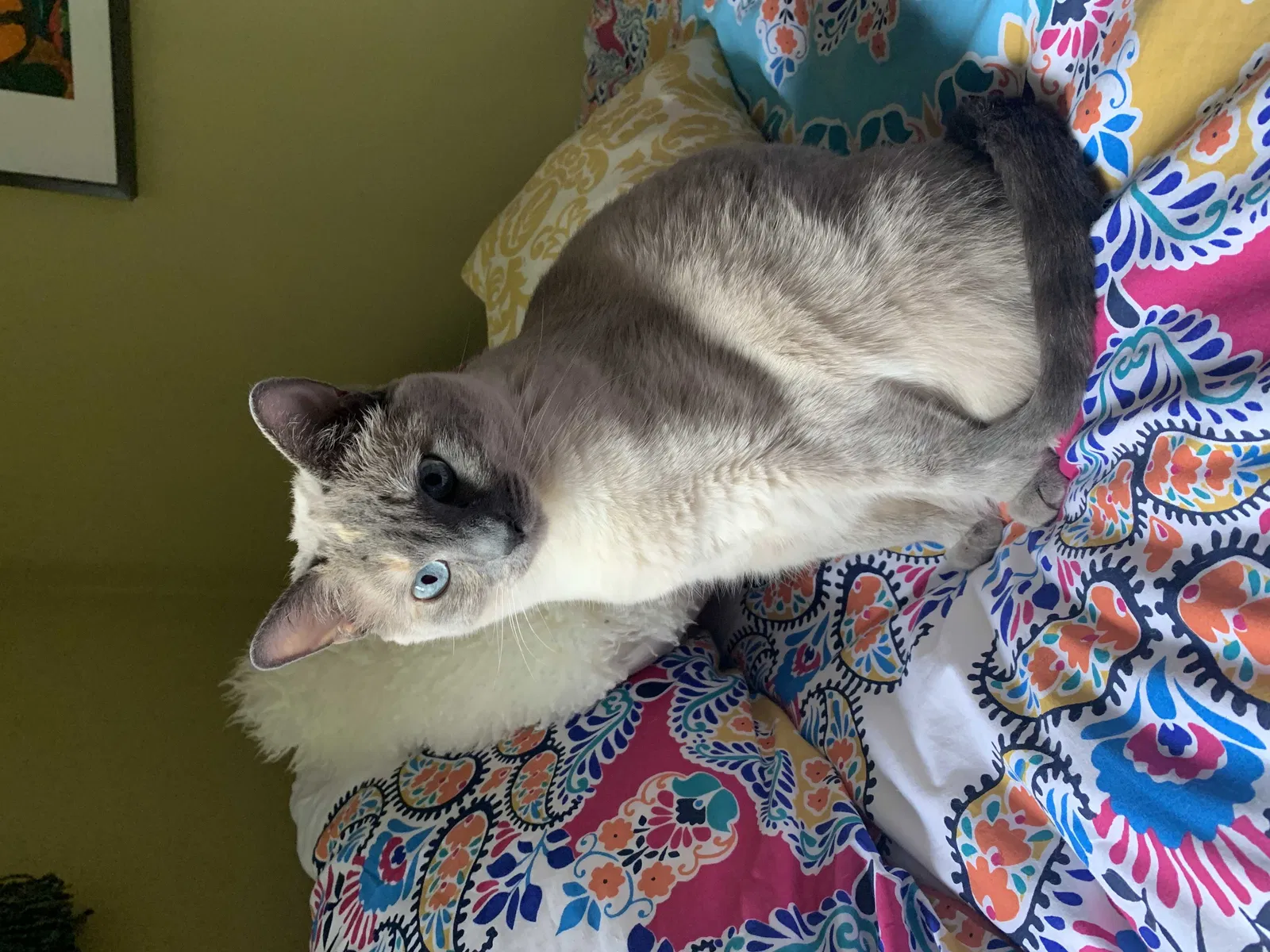 Lost cat in Chicago, IL, 60647