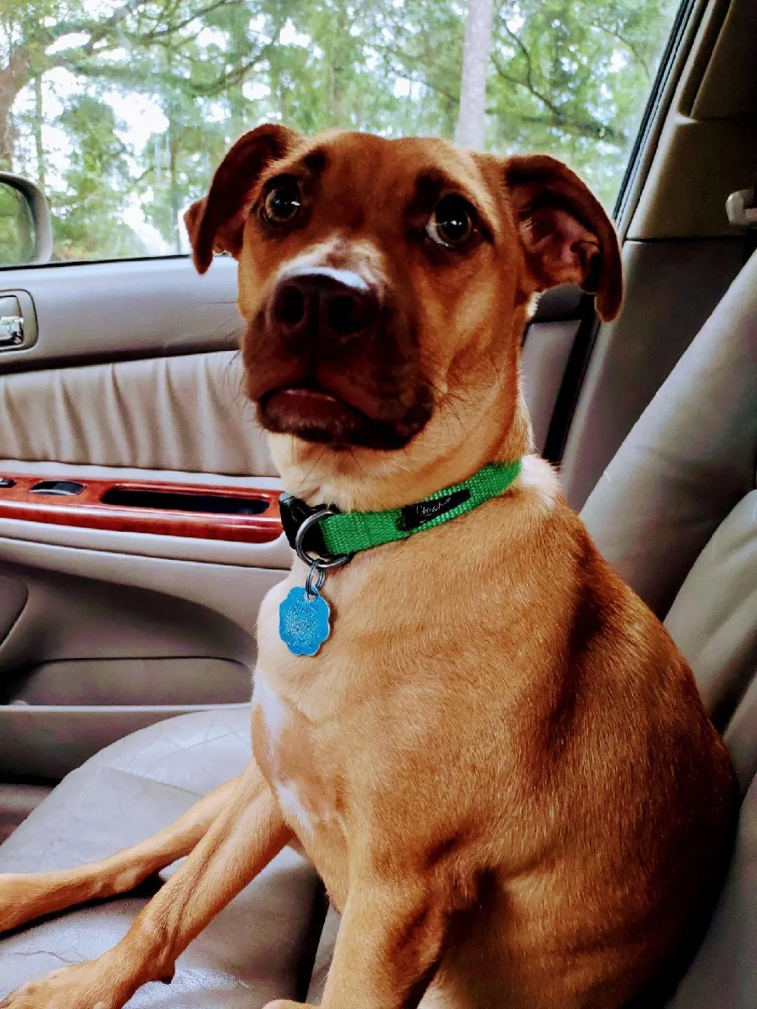 Lost dog in Tallahassee, FL, 32311