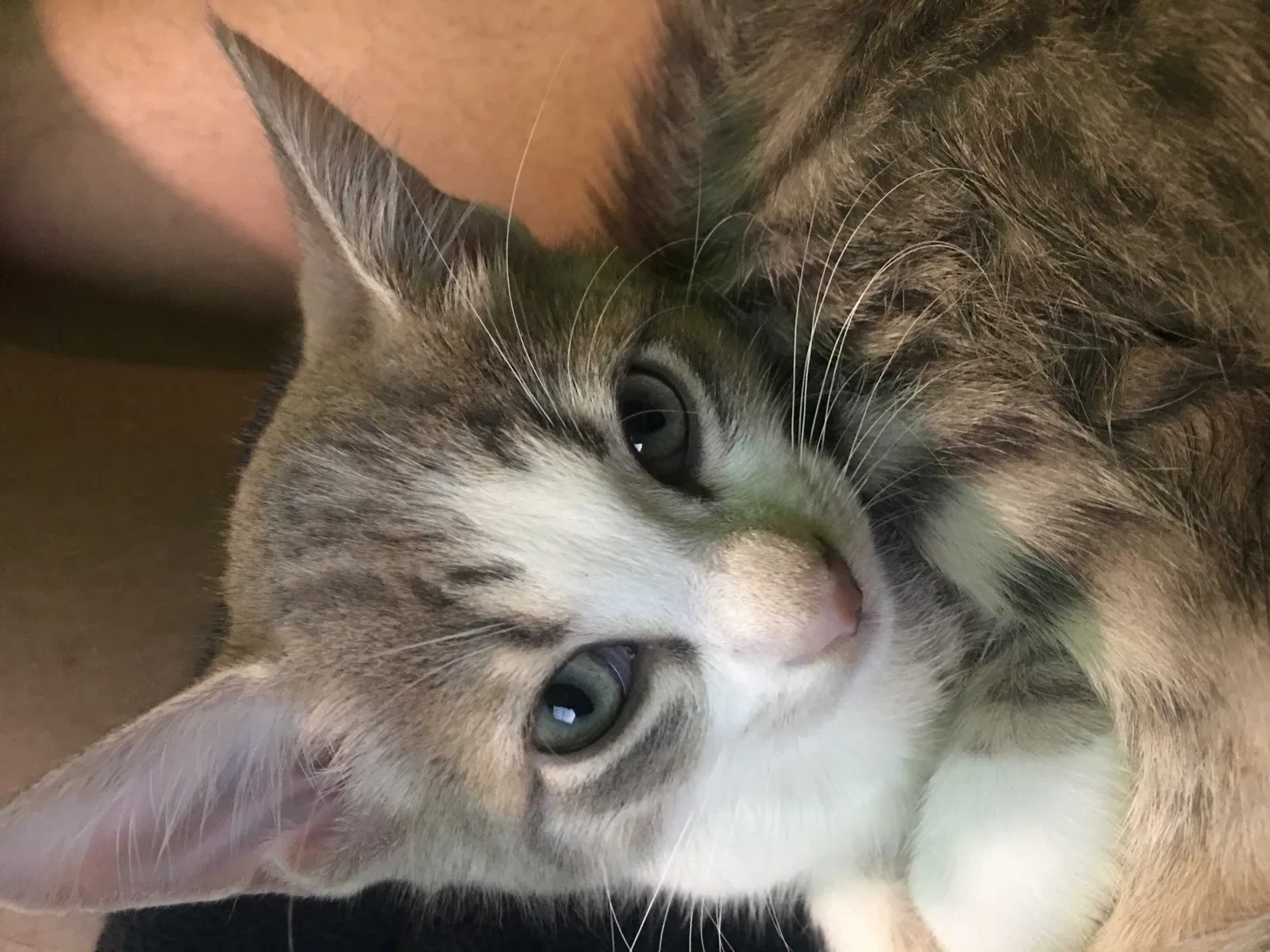 Lost cat in Tampa, FL, 33612