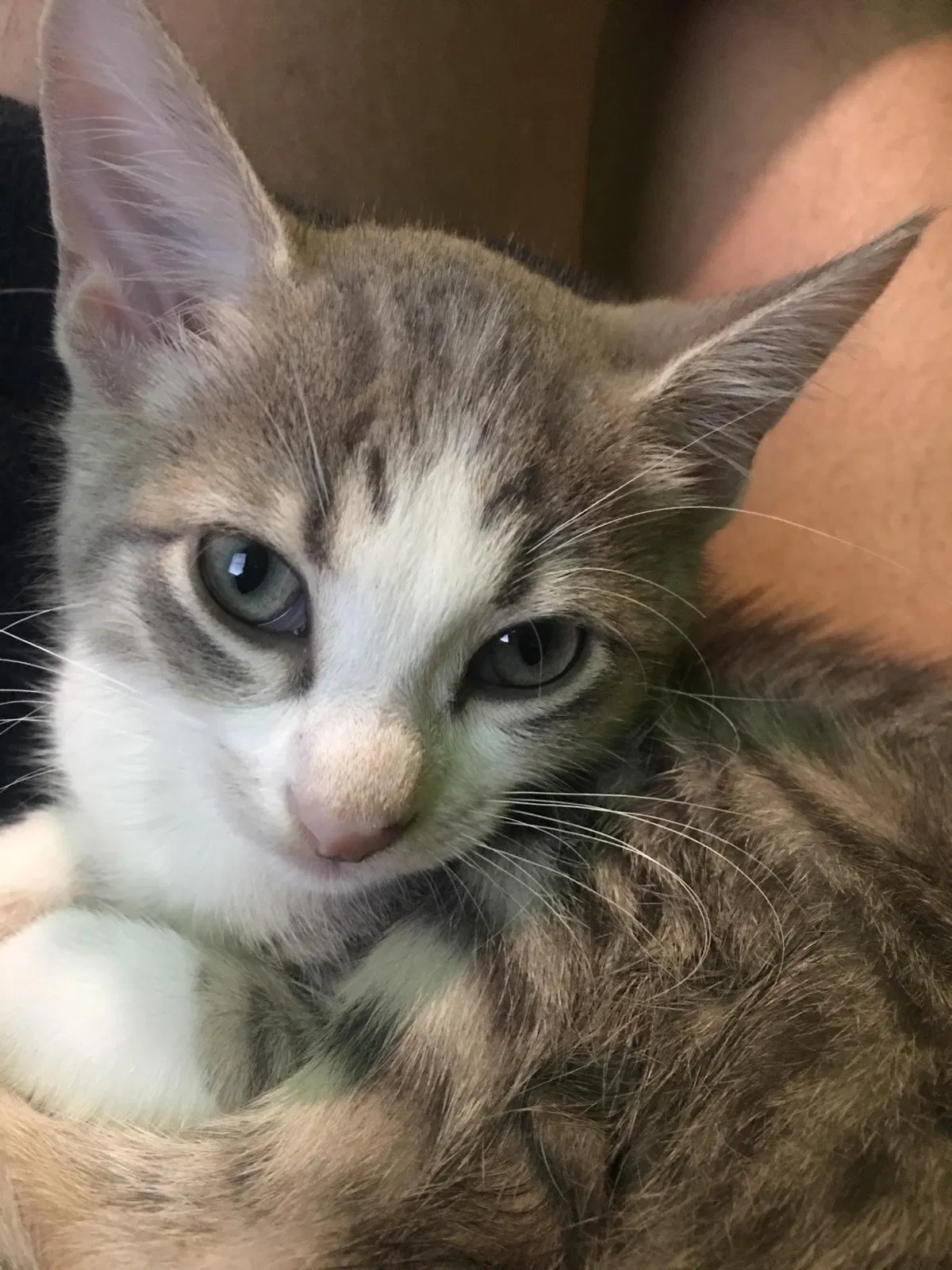 Lost cat in Tampa, FL, 33612