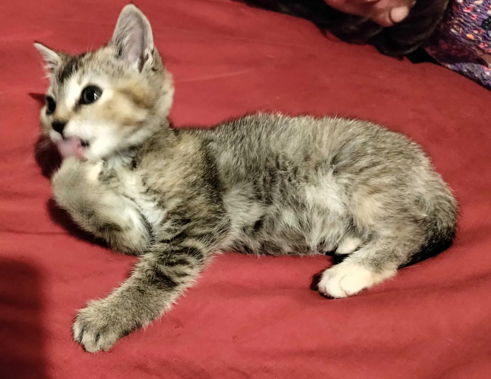 Lost cat in San Bernardino, CA, 92405