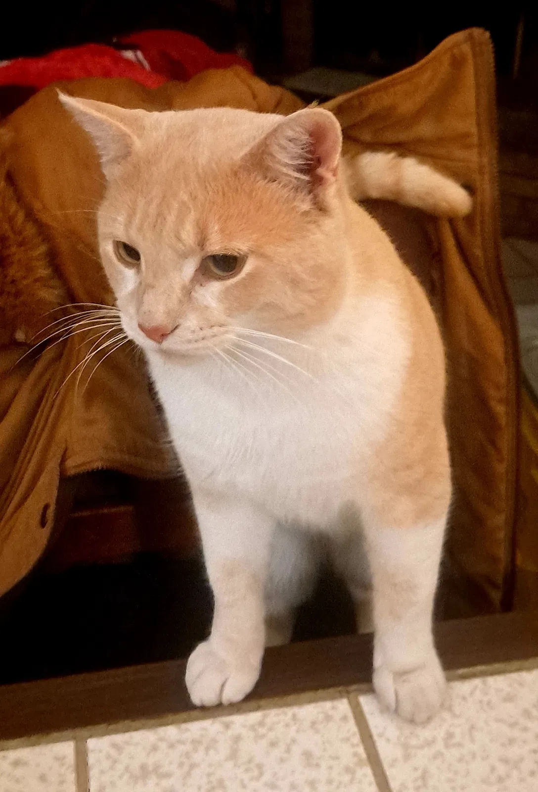Lost cat in Aubrey, TX, 76227