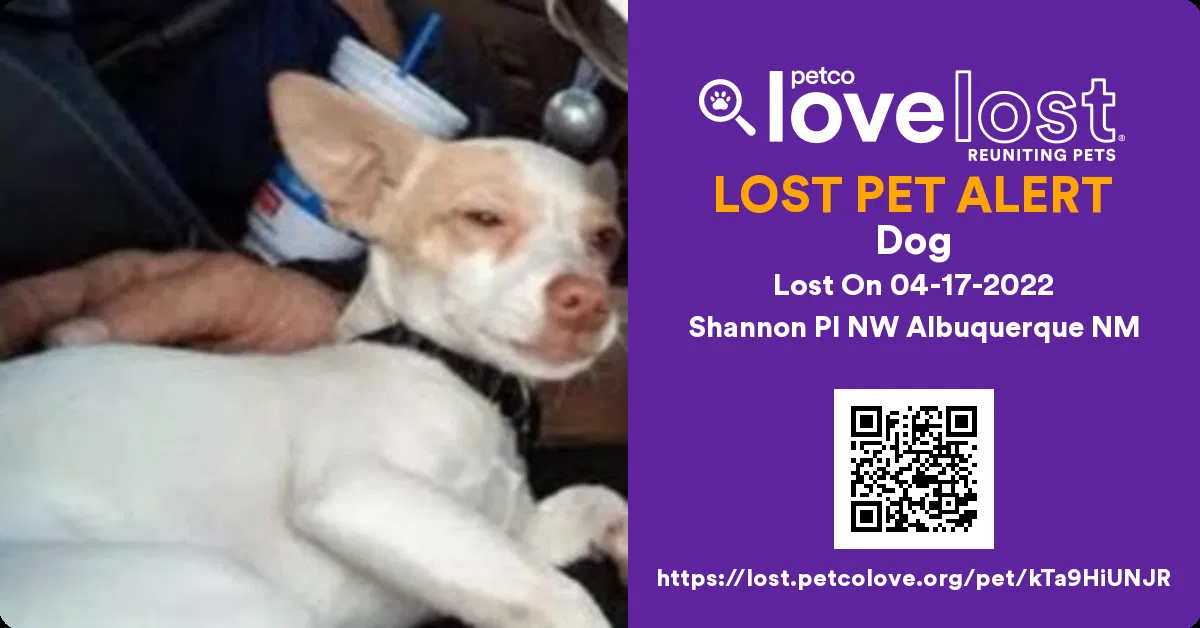 Lost dog in Albuquerque, NM, 87107