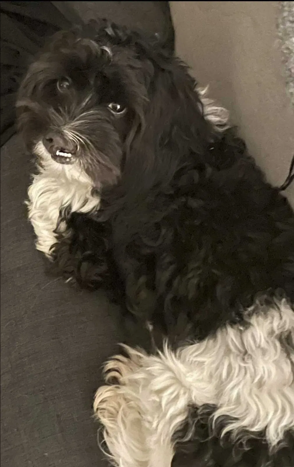 Lost dog in Shirley, NY, 11967