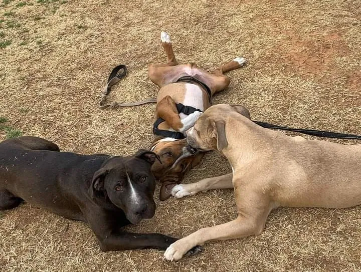 Lost dog in Oklahoma City, OK, 73139