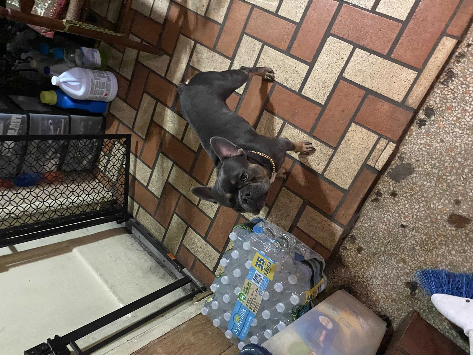Lost dog in Fort Lauderdale, FL, 33317