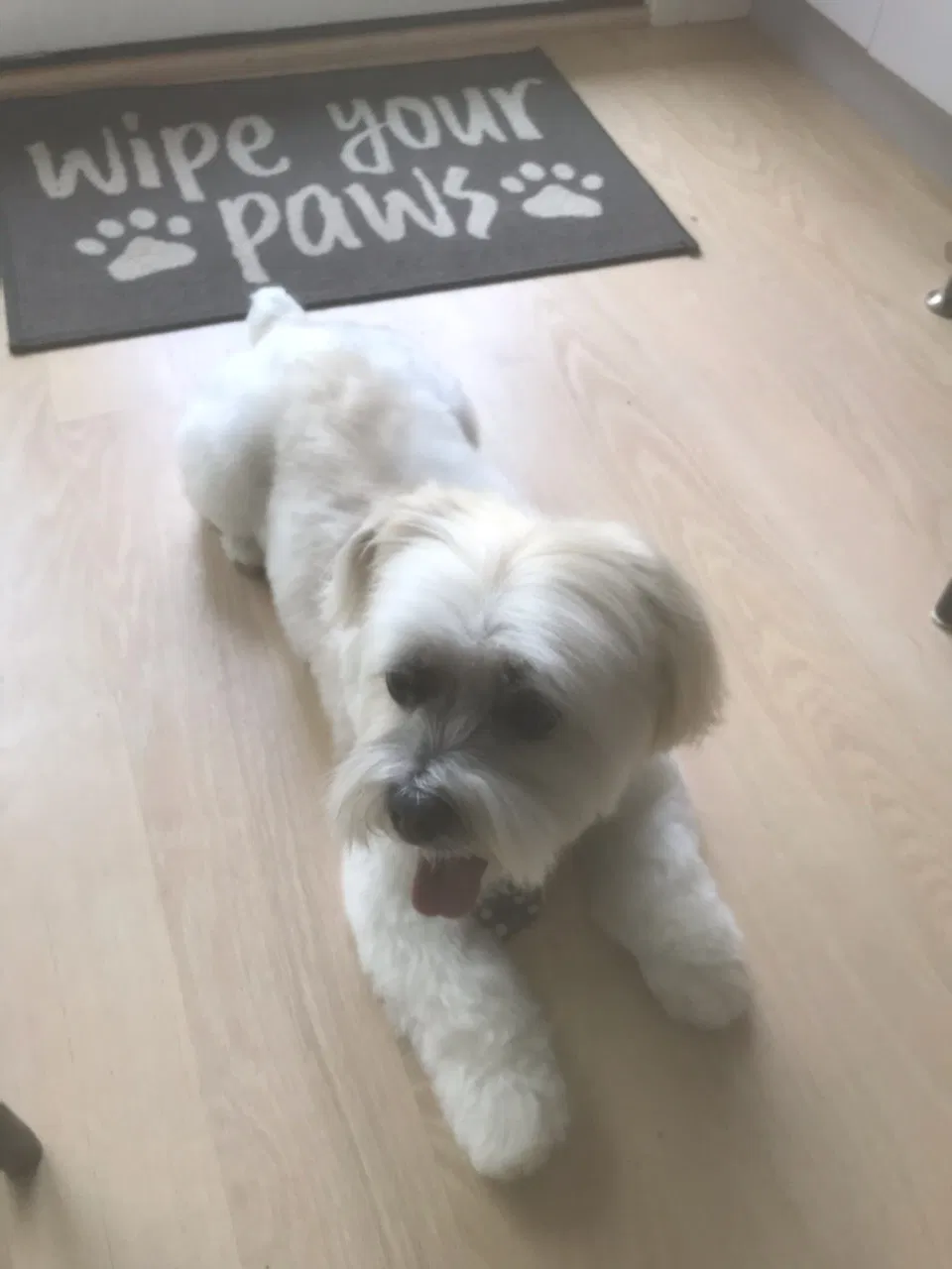 Lost dog in Wentzville, MO, 63385