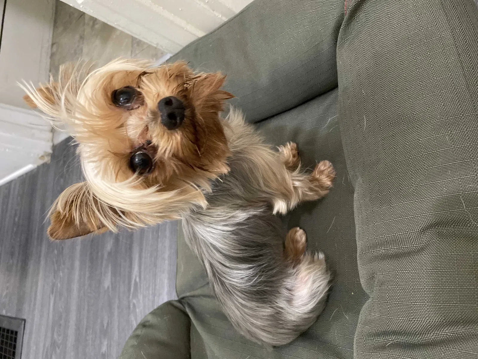 Lost dog in Los Angeles, CA, 90041