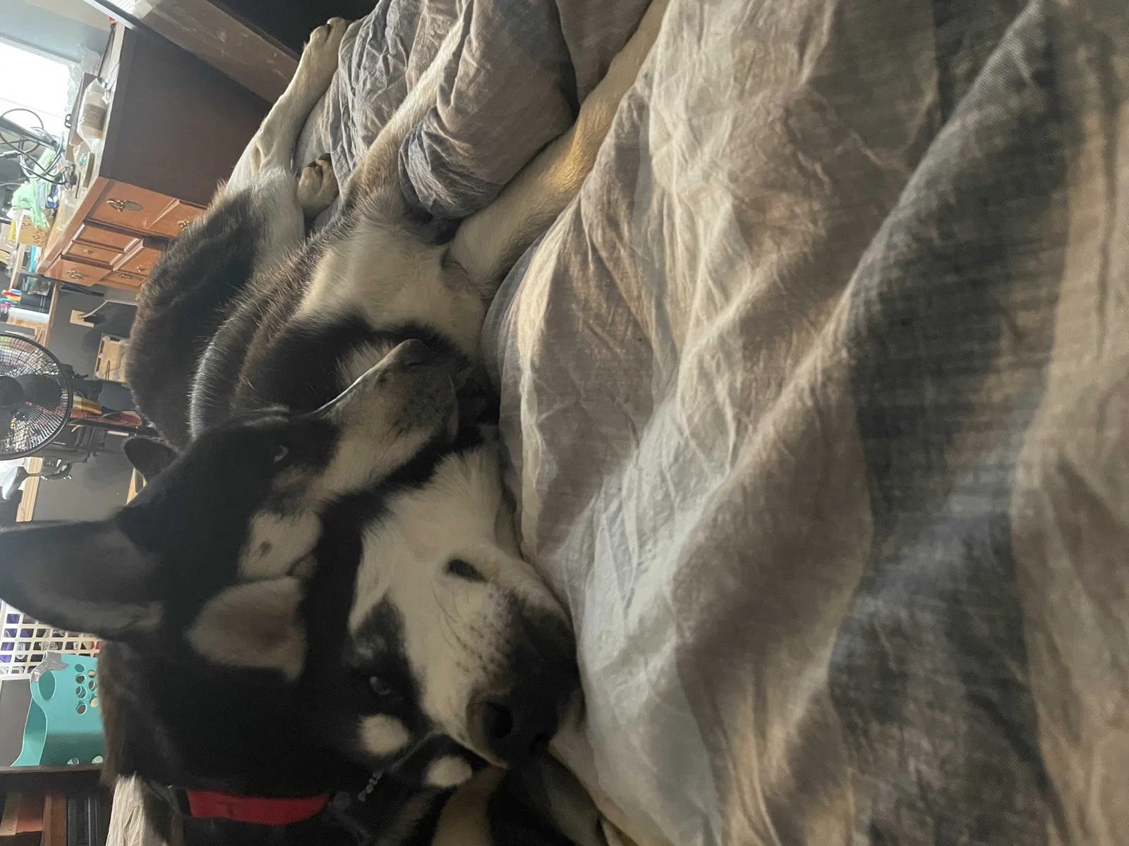Lost dog in Saint Charles, IA, 50240