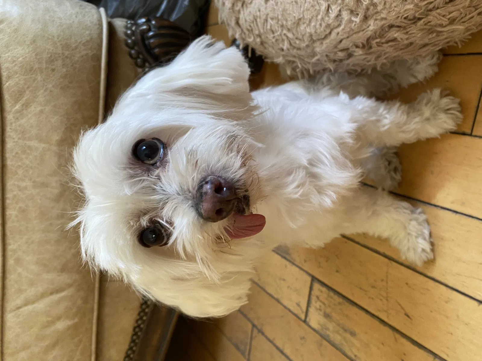 Lost dog in Duarte, CA, 91010