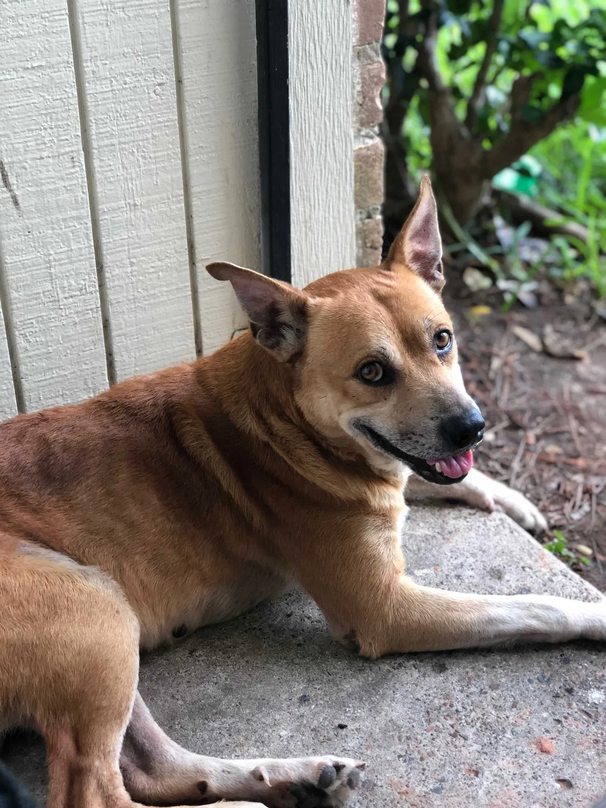Lost dog in Houston, TX, 77081