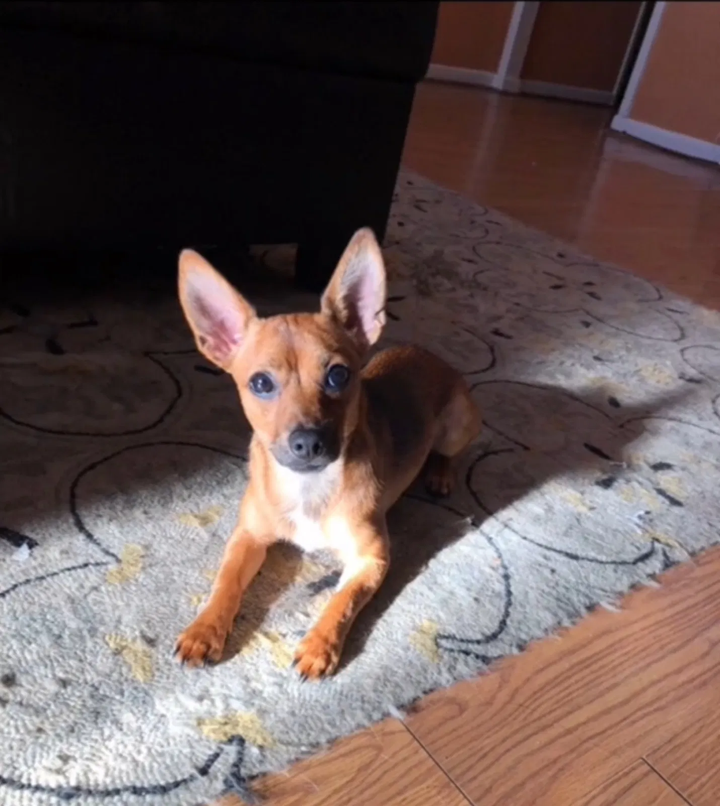 Lost dog in Houston, TX, 77081