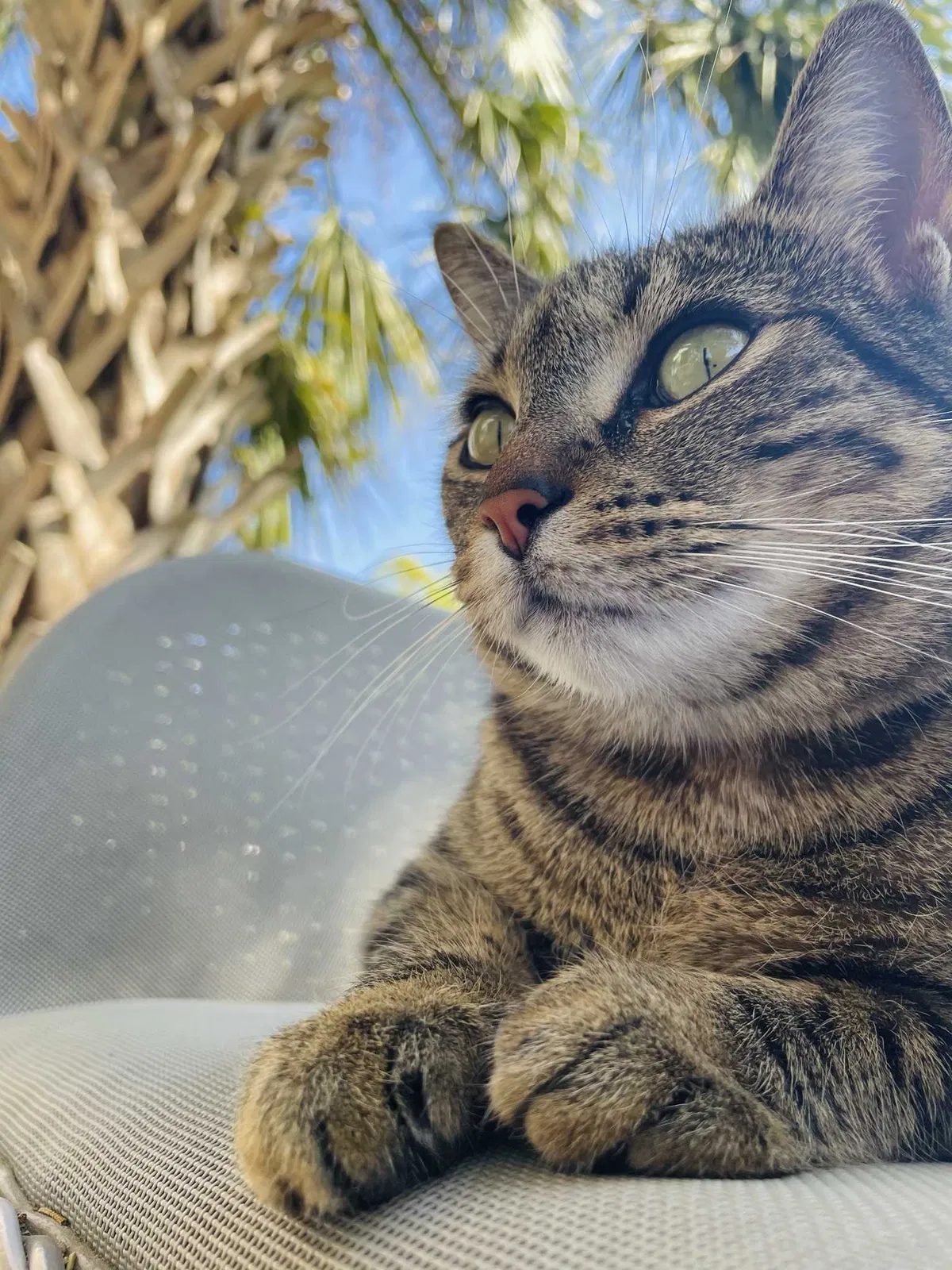 Lost cat in Mobile, AL, 36607