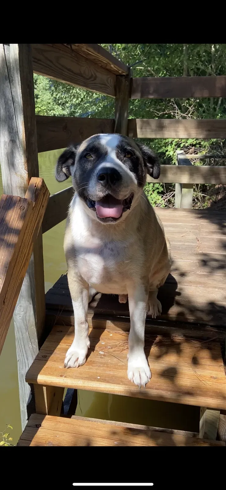 Lost dog in Creedmoor, NC, 27522