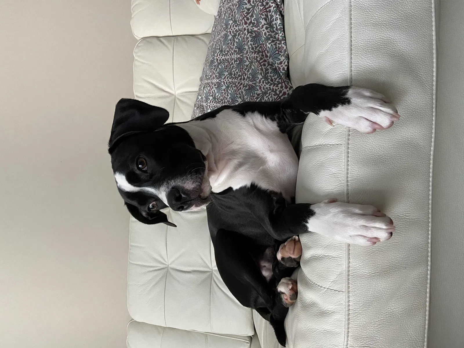 Lost dog in Creedmoor, NC, 27522