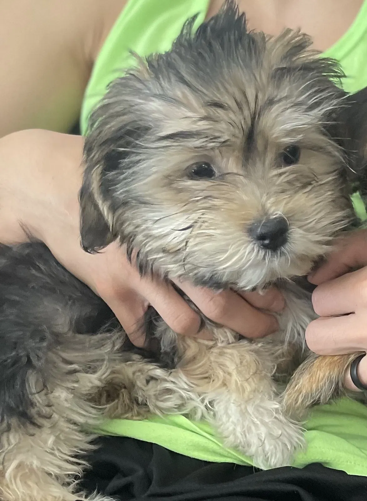Lost dog in Las Vegas, NV, 89106