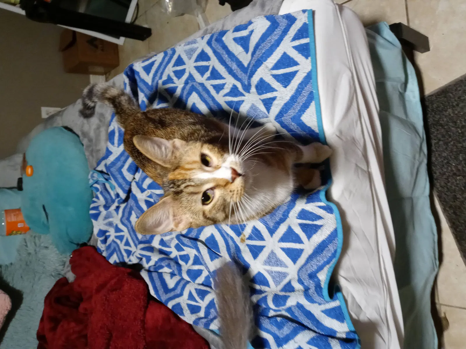 Lost cat in Springfield, MO, 65803