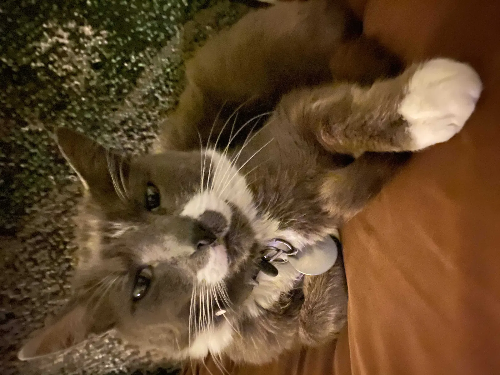 Lost cat in Seattle, WA, 98155