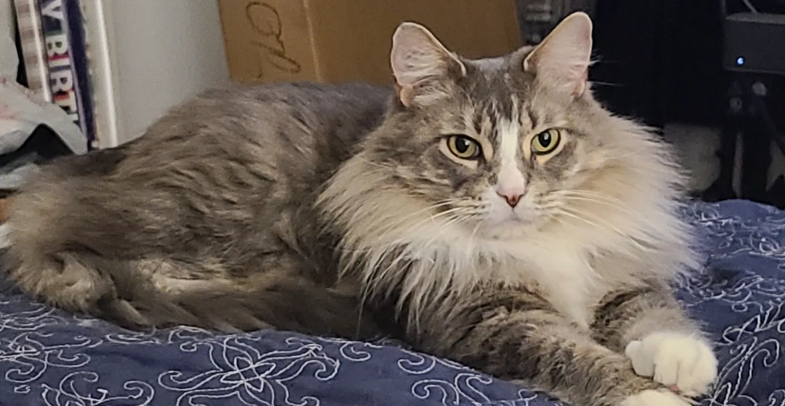 Lost cat in Oak Lawn, IL, 60453