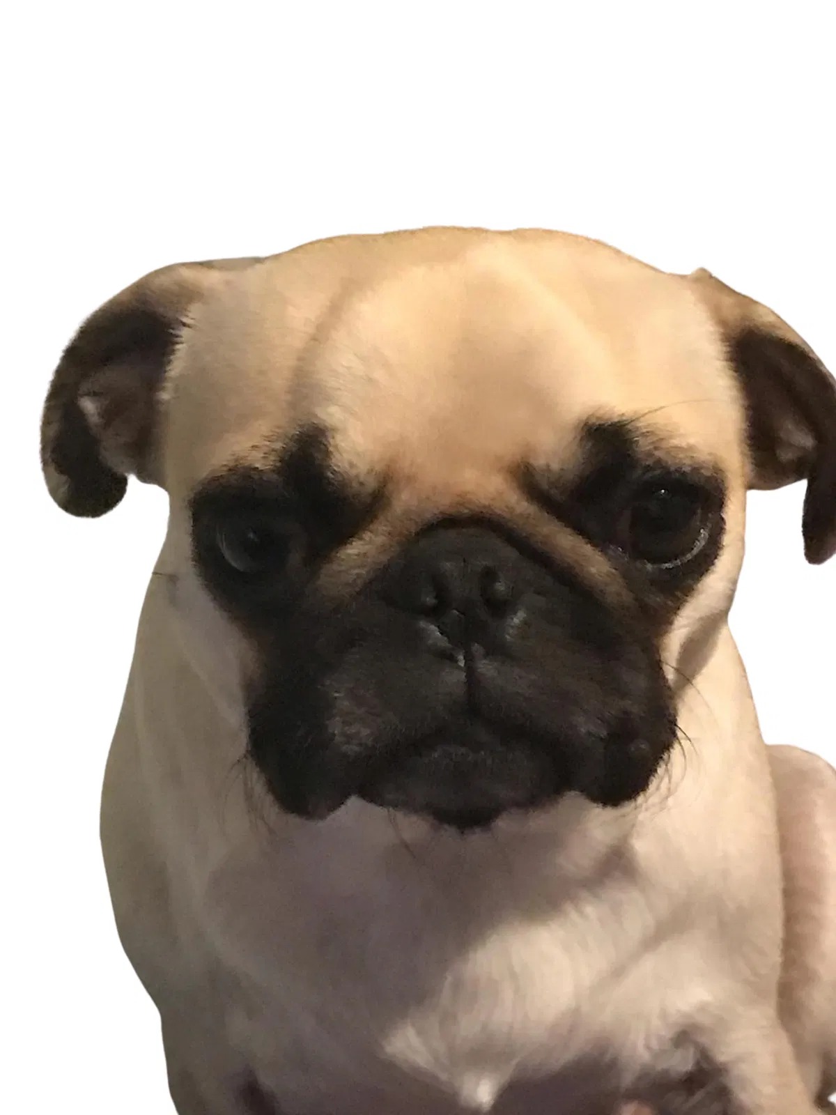 Lost dog in San Antonio, TX, 78264