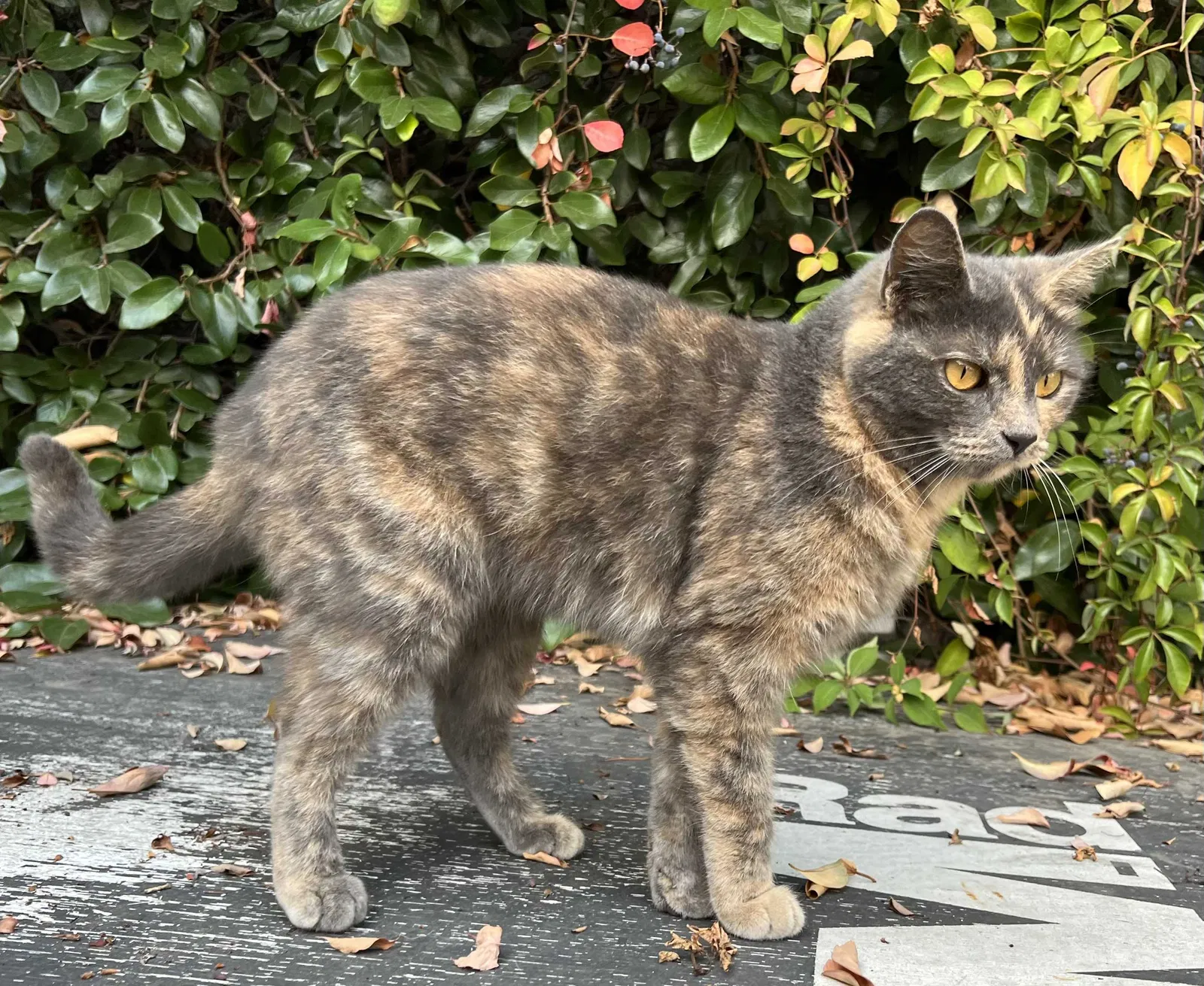 Lost cat in Los Angeles, CA, 90034