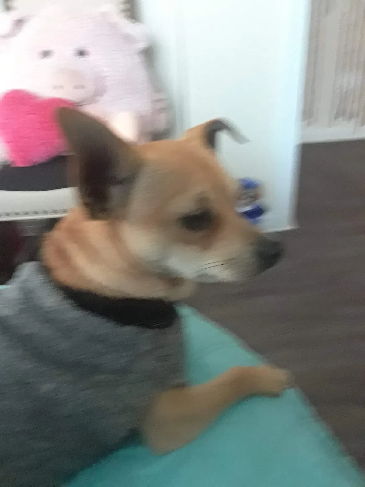 Lost dog in Amarillo, TX, 79108
