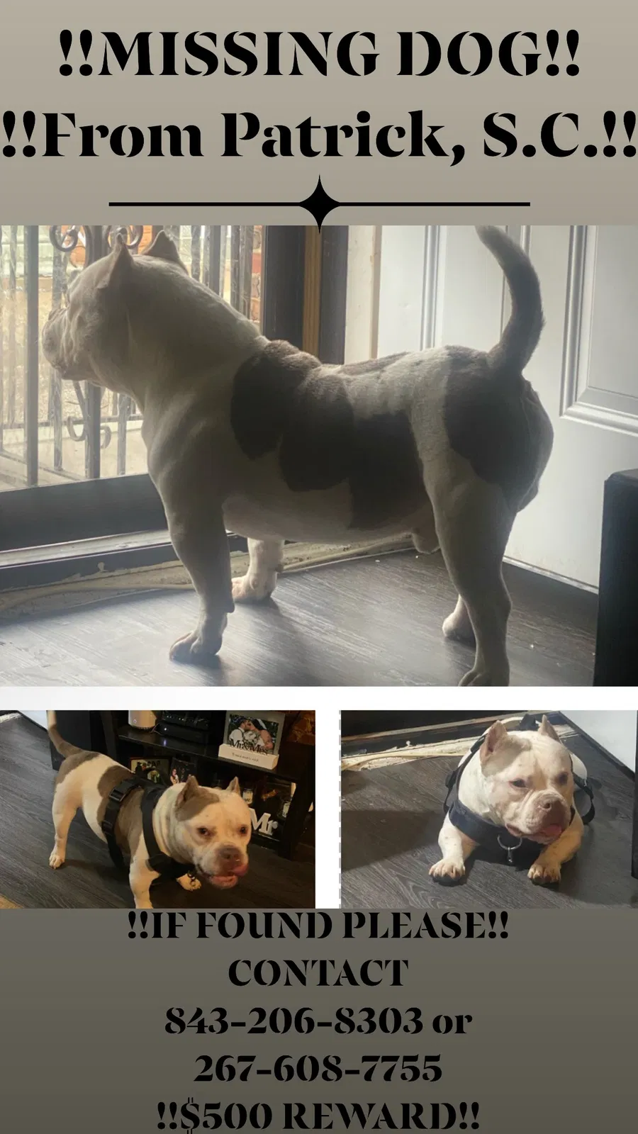 Lost dog in Patrick, SC, 29584