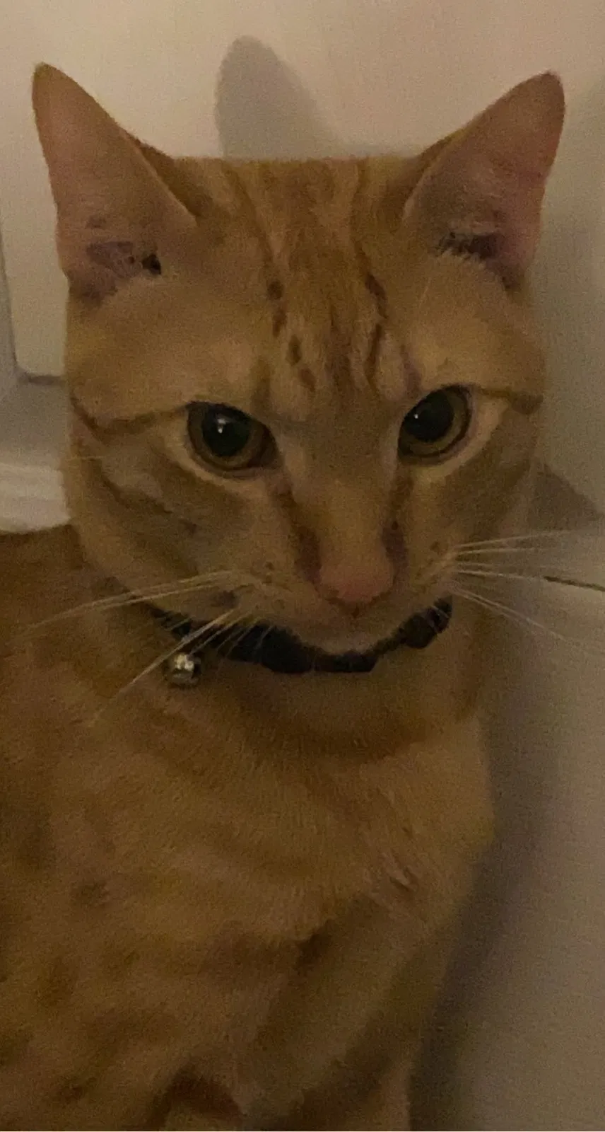 Lost cat in Jonesboro, GA, 30238