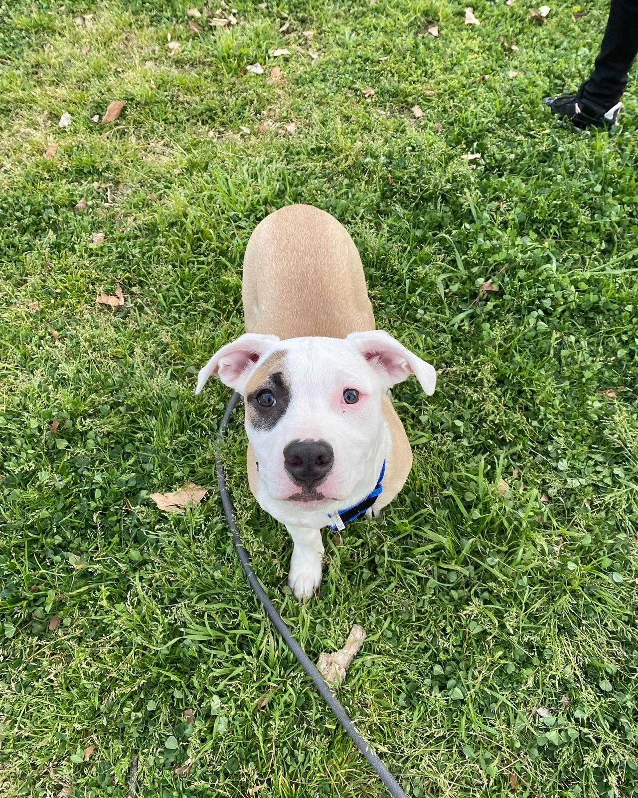 Lost dog in Bakersfield, CA, 93305