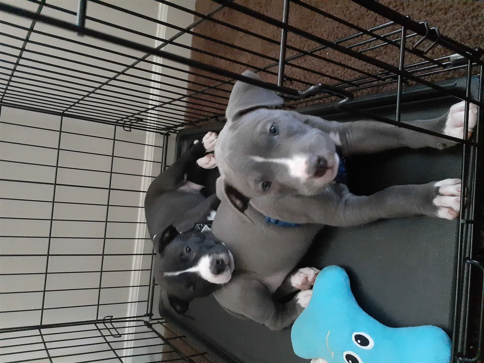 Lost dog in Dayton, OH, 45404