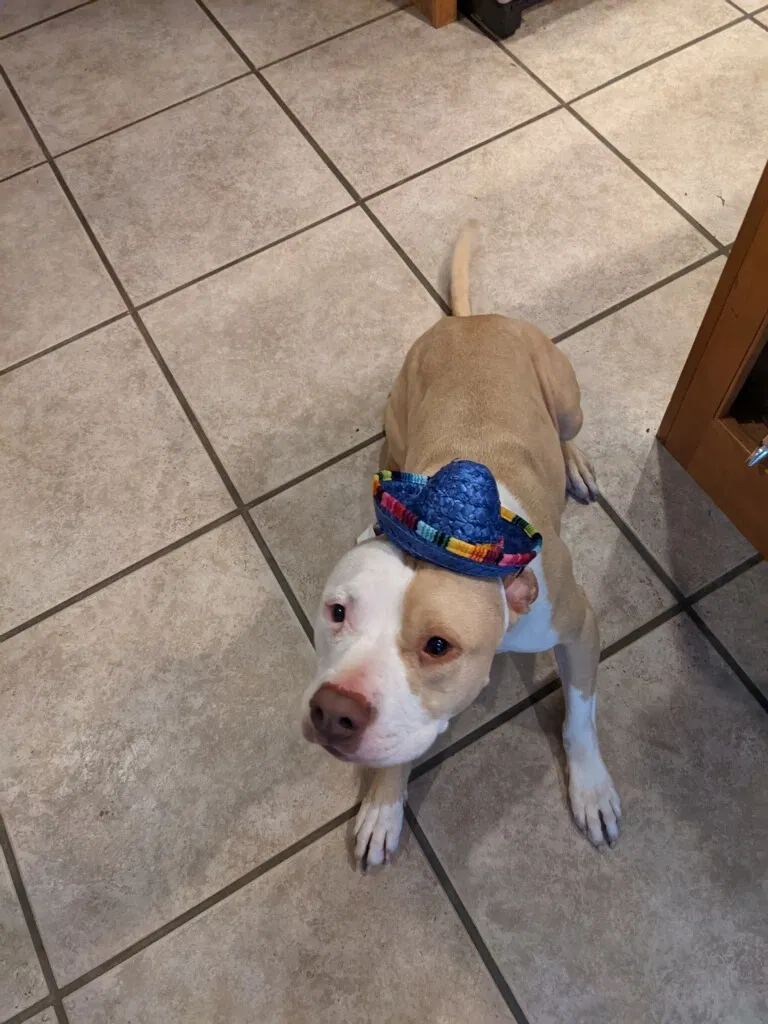 Lost dog in Ellijay, GA, 30540