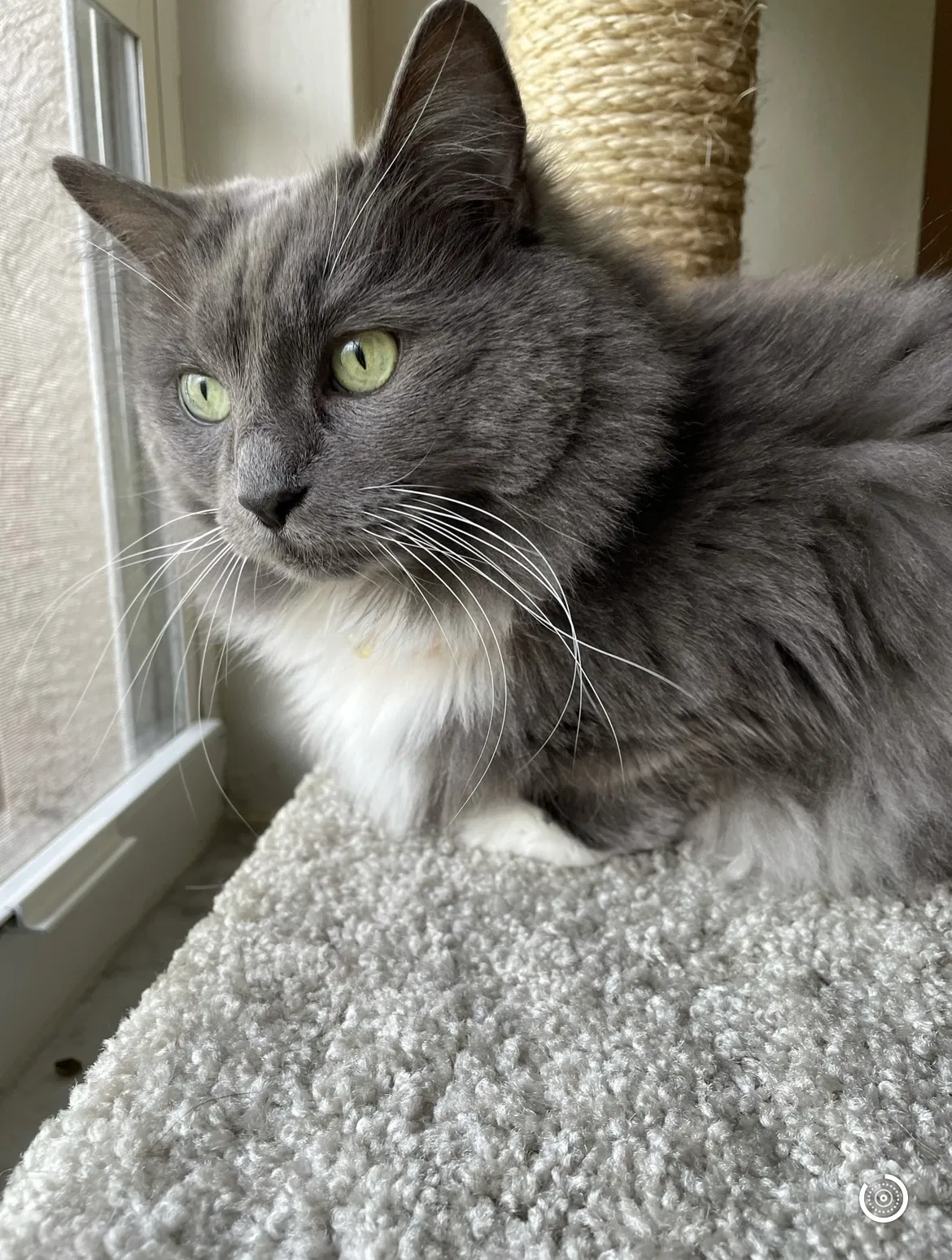 Lost cat in Cape Coral, FL, 33990