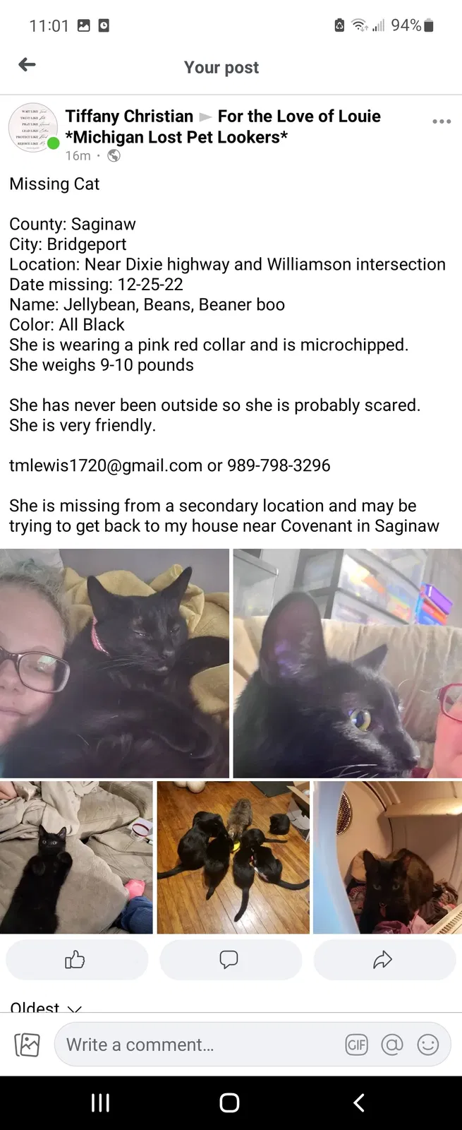 Lost cat in Bridgeport, MI, 48722
