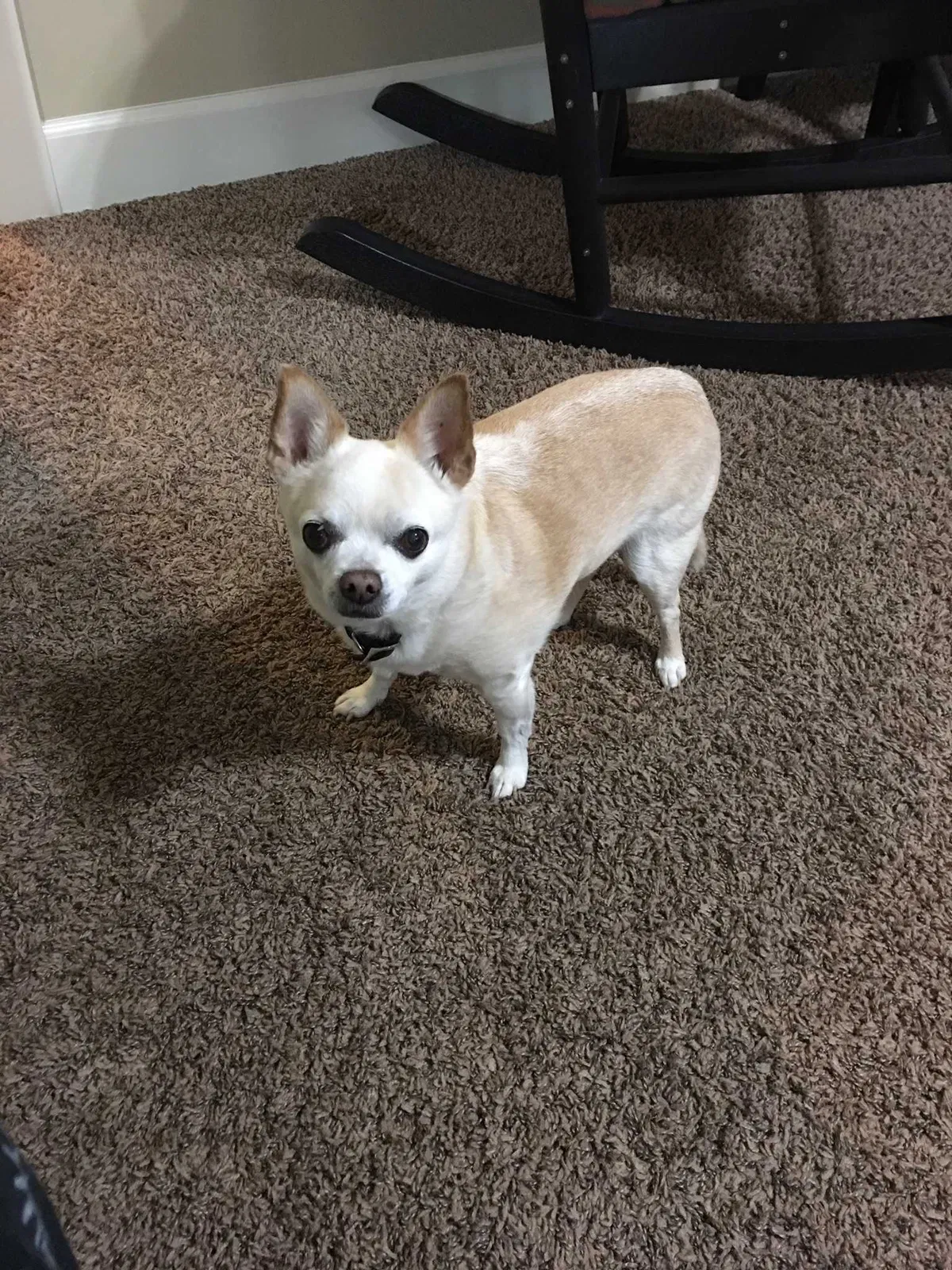 Lost dog in Meridian, ID, 83642