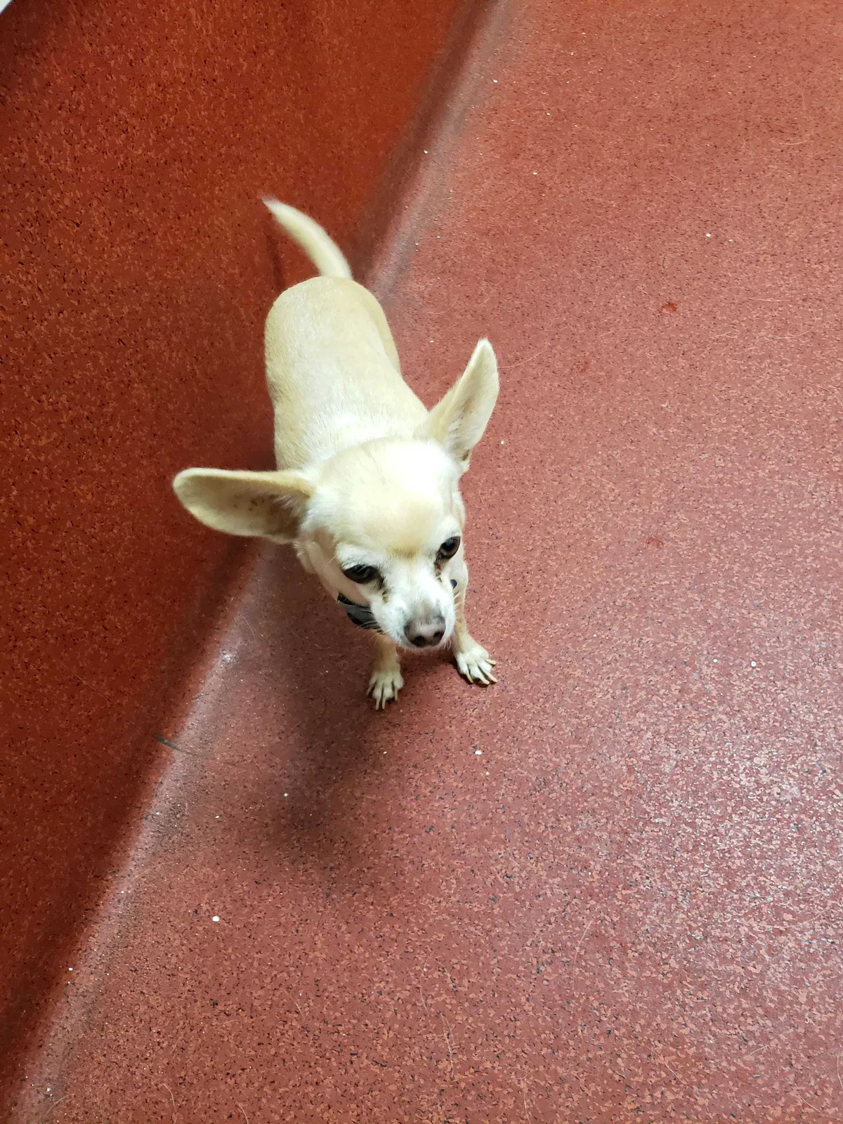 Lost dog in El Paso, TX, 79928