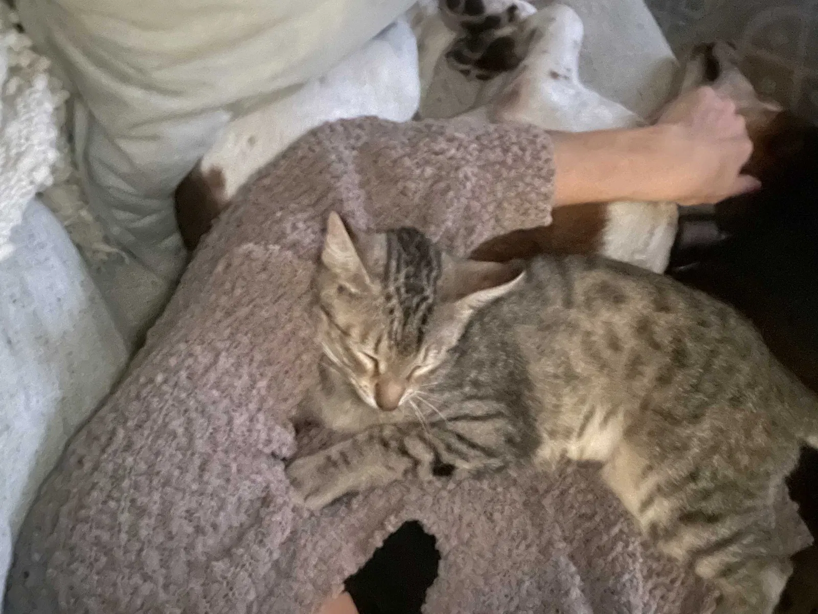 Lost cat in Houston, TX, 77018