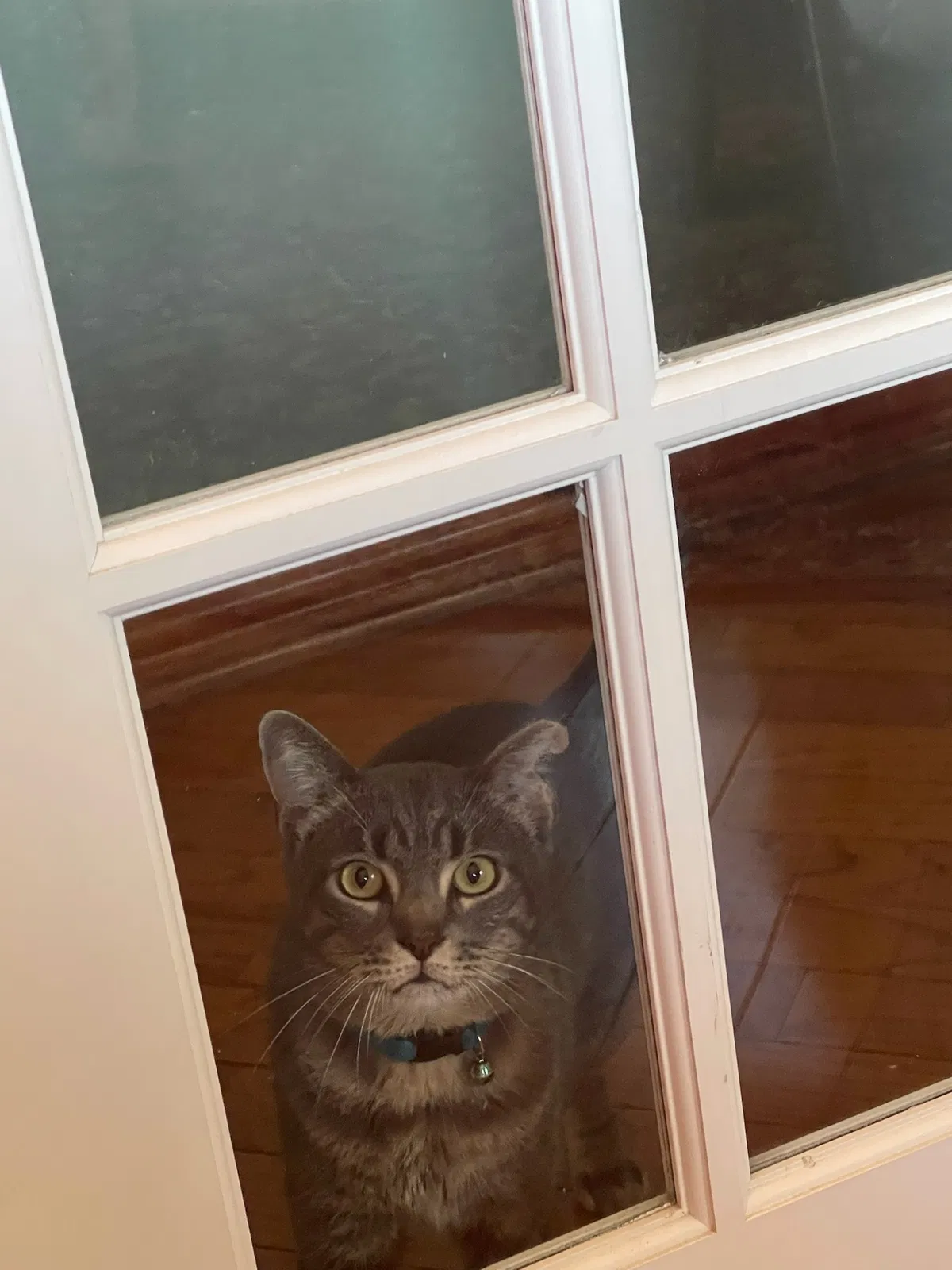 Lost cat in Unknown, TX, 75036