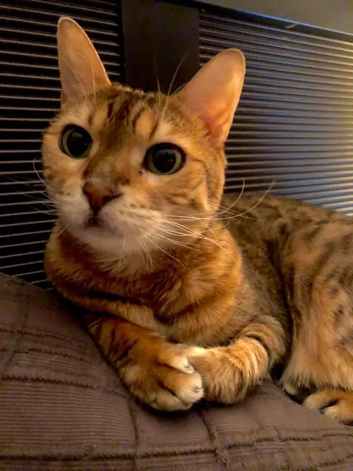 Lost cat in Roseville, CA, 95747