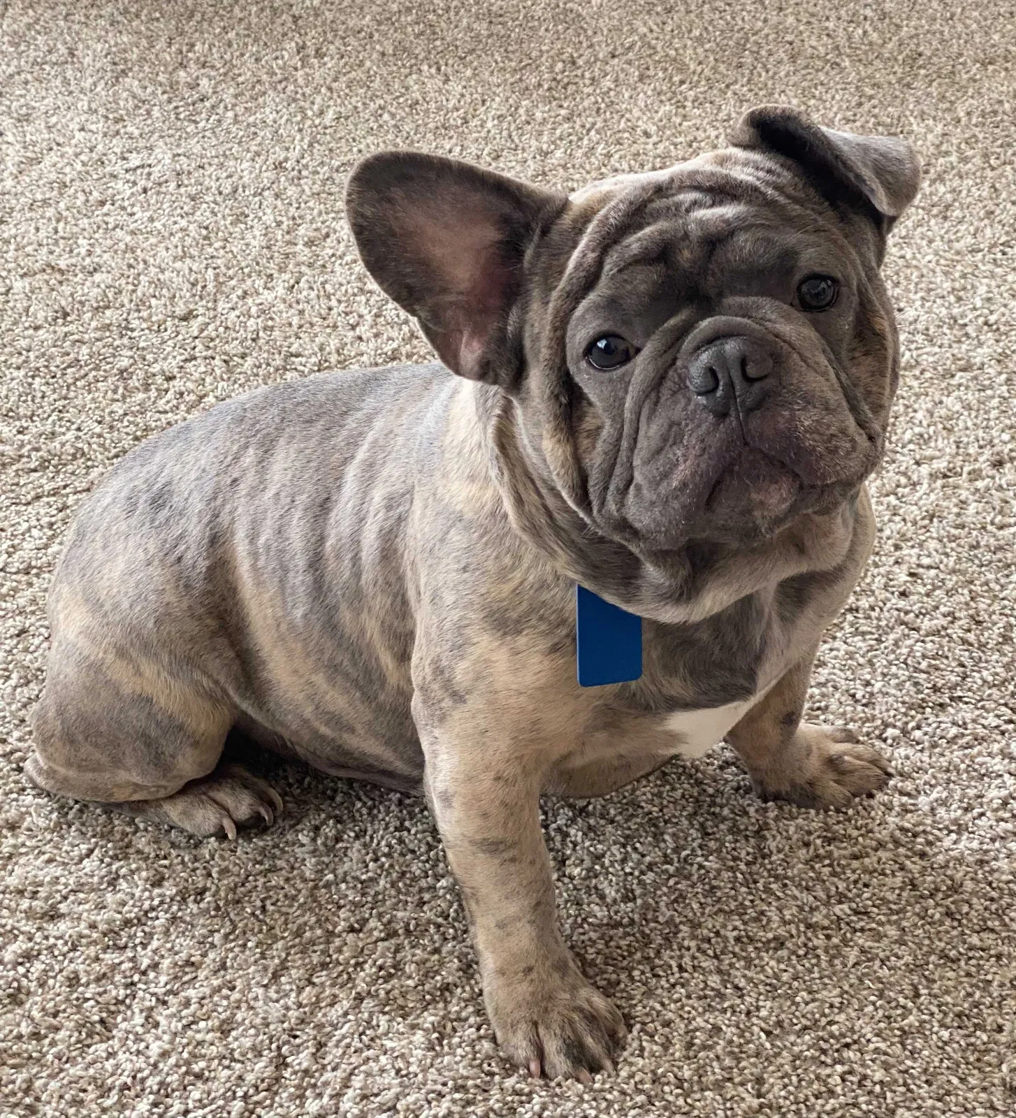 Lost dog in Houston, TX, 77099